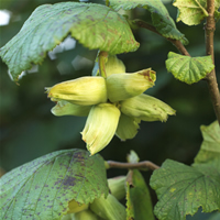 Green Cobnuts