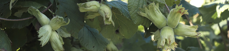 Green Cobnuts