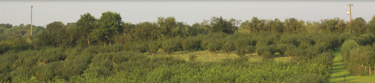 Potash Farm