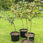 Pot Grown Cobnut Trees