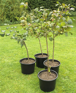 Pot Grown Cobnut Trees