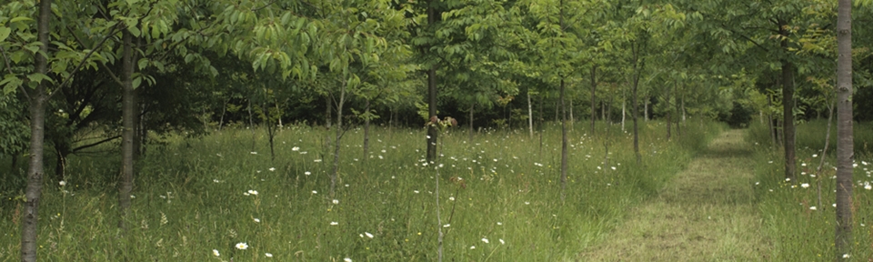 Potash Farm - Walnuts
