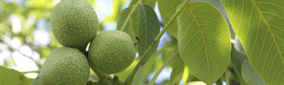 Potash Farm - Walnuts