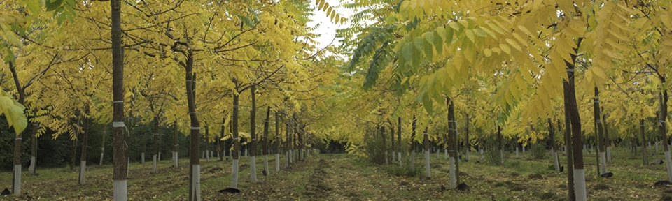 Potash Farm - Walnuts