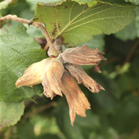 Green Cobnuts