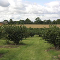 Potash Farm