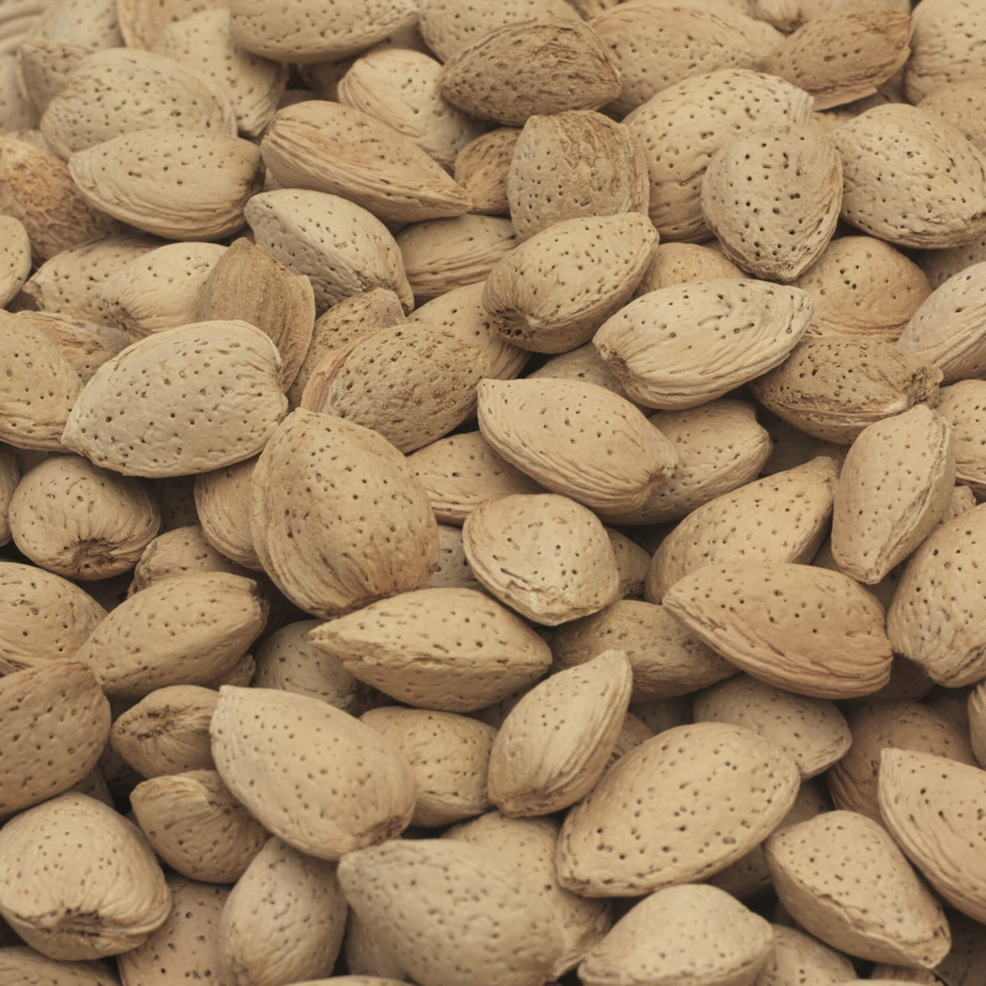 Almonds - An Almond is an edible nut encased in shell with a downy outer grey / green coat. They are mainly grown in California, Spain, Italy, Australia and Turkey.