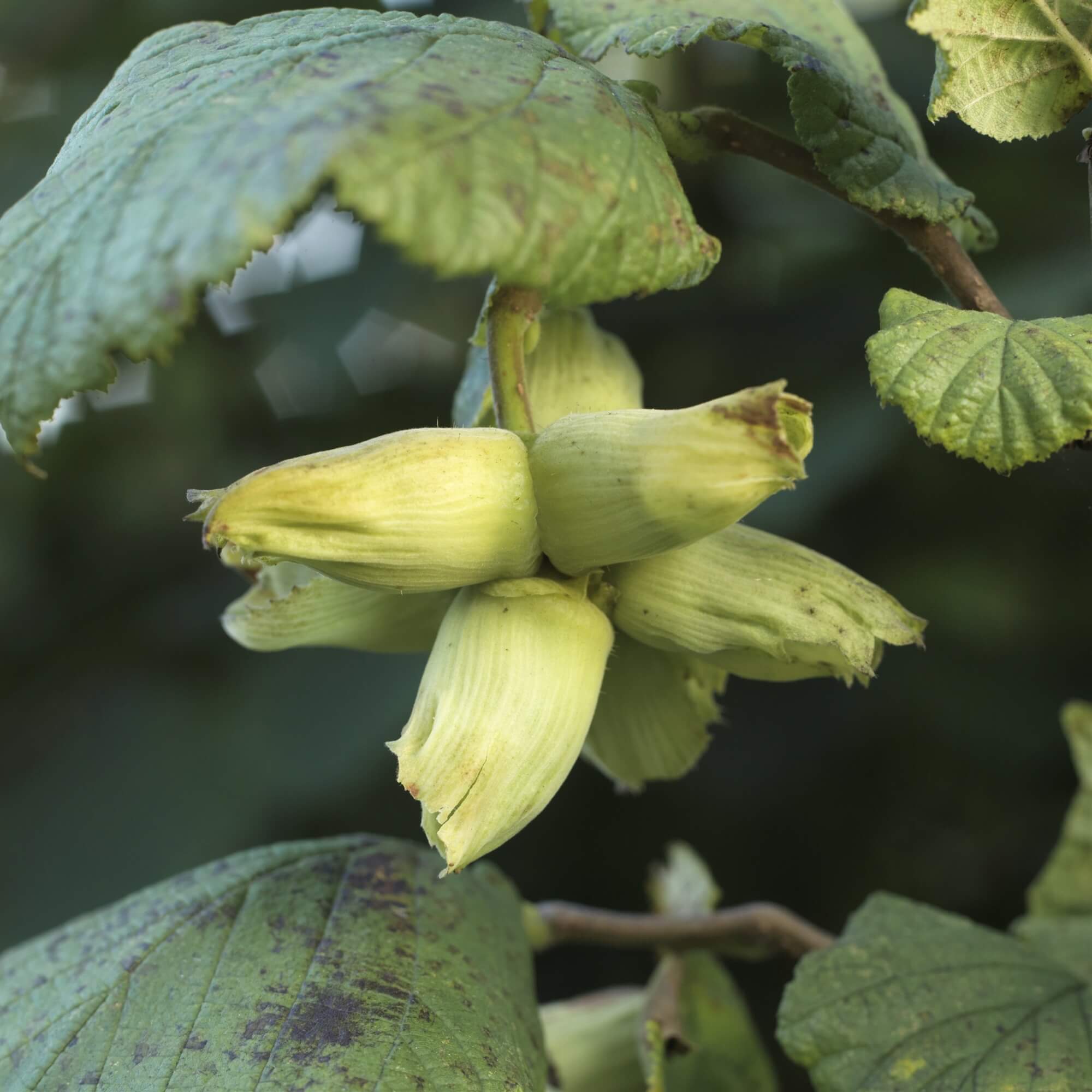 Green Kentish Cobnuts - A Cobnut is a type of hazelnut traditionally grown in Kent. They are harvested in their green state form mid August and with brown shells and husks by mid October. 