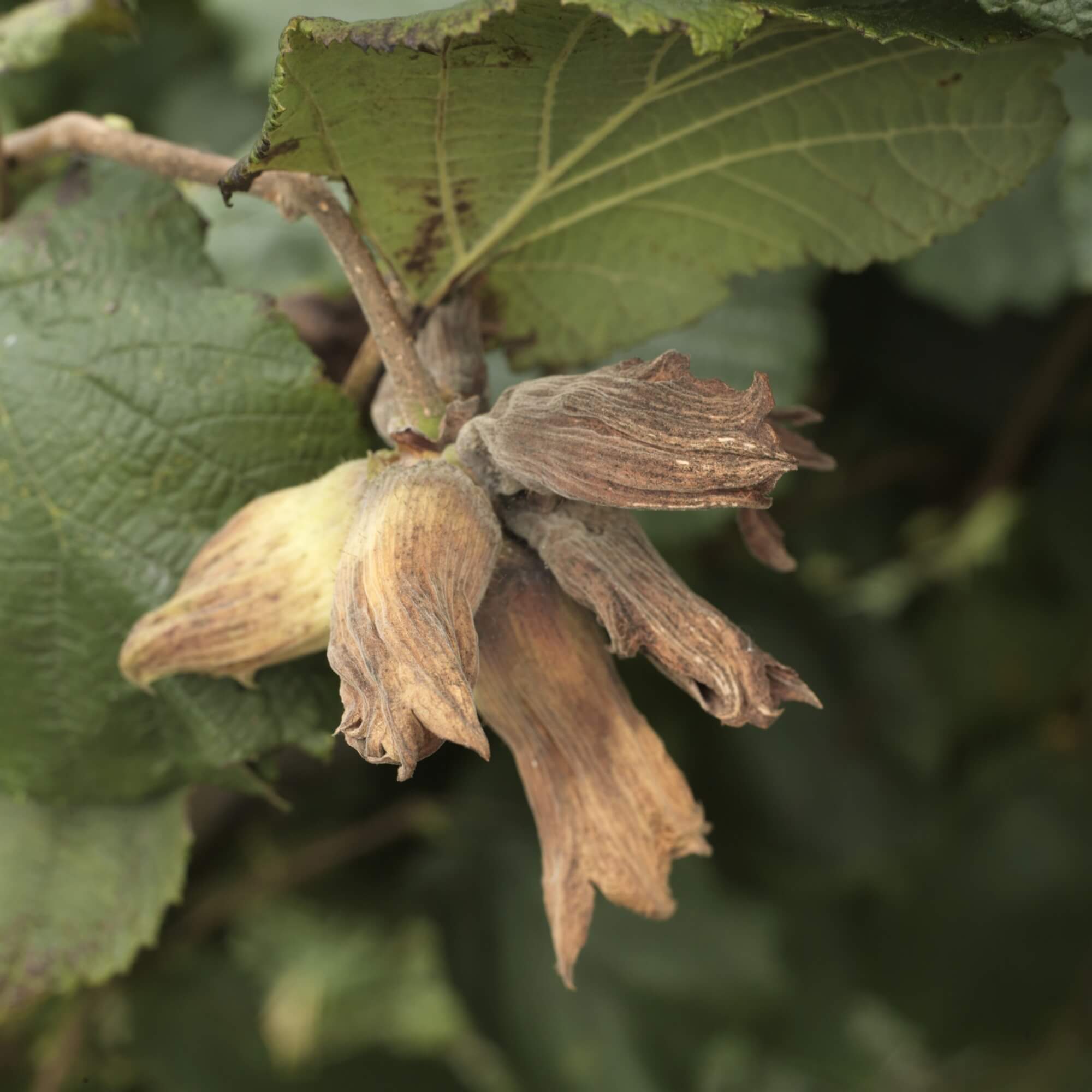 Golden Kentish Cobnuts - A Cobnut is a type of hazelnut traditionally grown in Kent. These are continually sold throughout their short season as green and golden on the husks, golden brown on the husks, and brown on the husk.