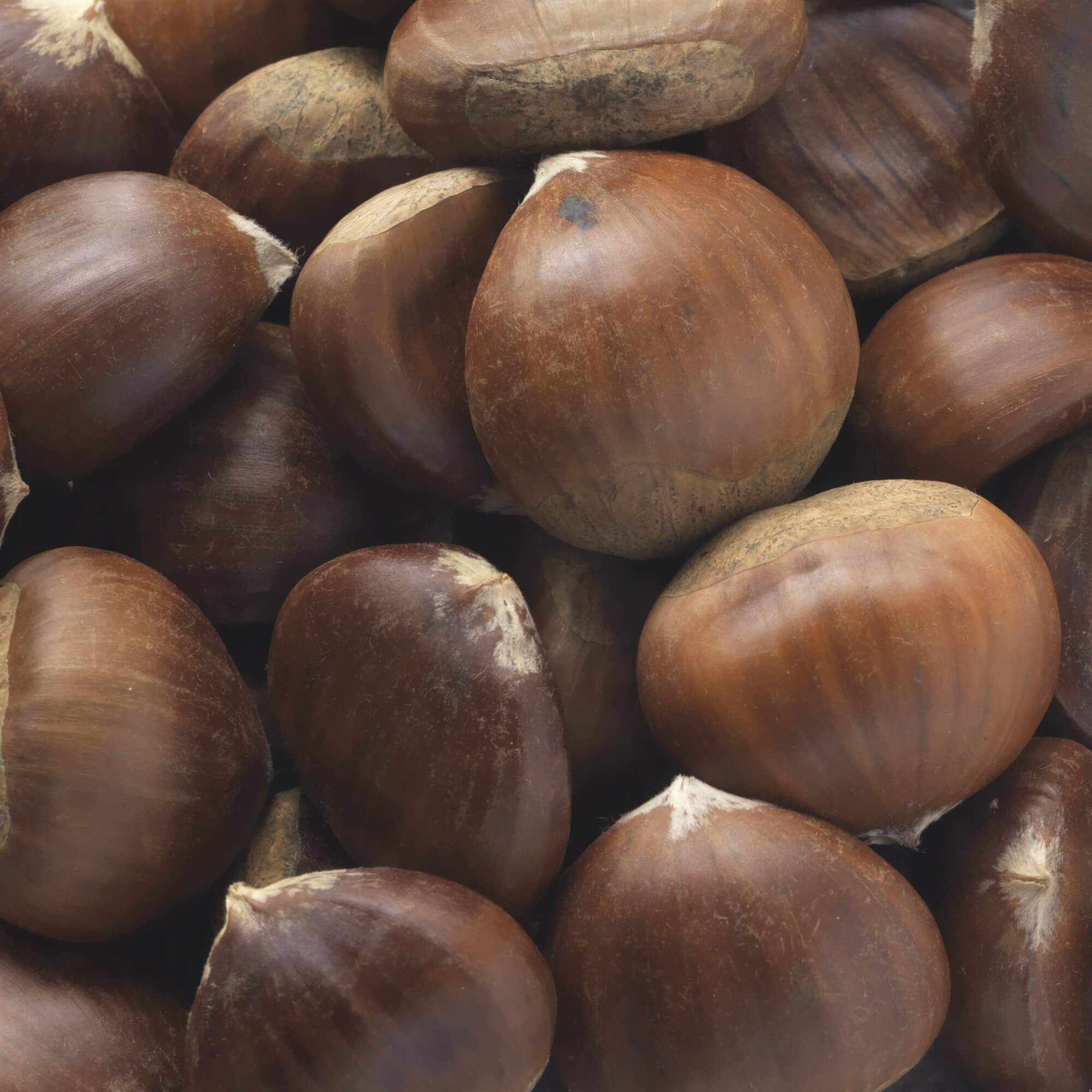 Chestnuts - A Chestnut is an edible nut often encased in a prickly husk and mainly grown in Spain, Italy and France.