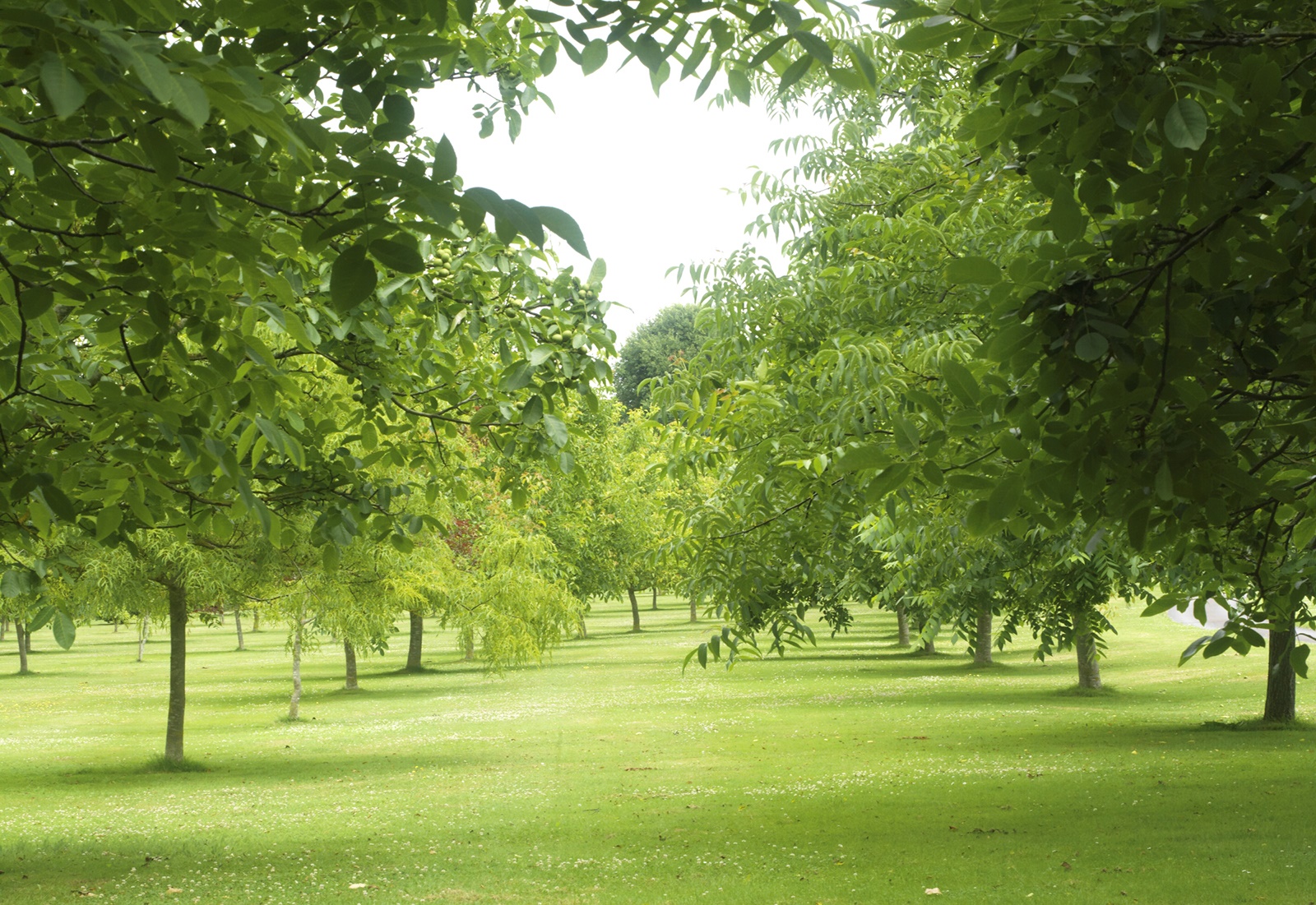 The Walnut Tree Co. - Provided as bare rooted, one-year-old hybrids or two-year old pure species plants.