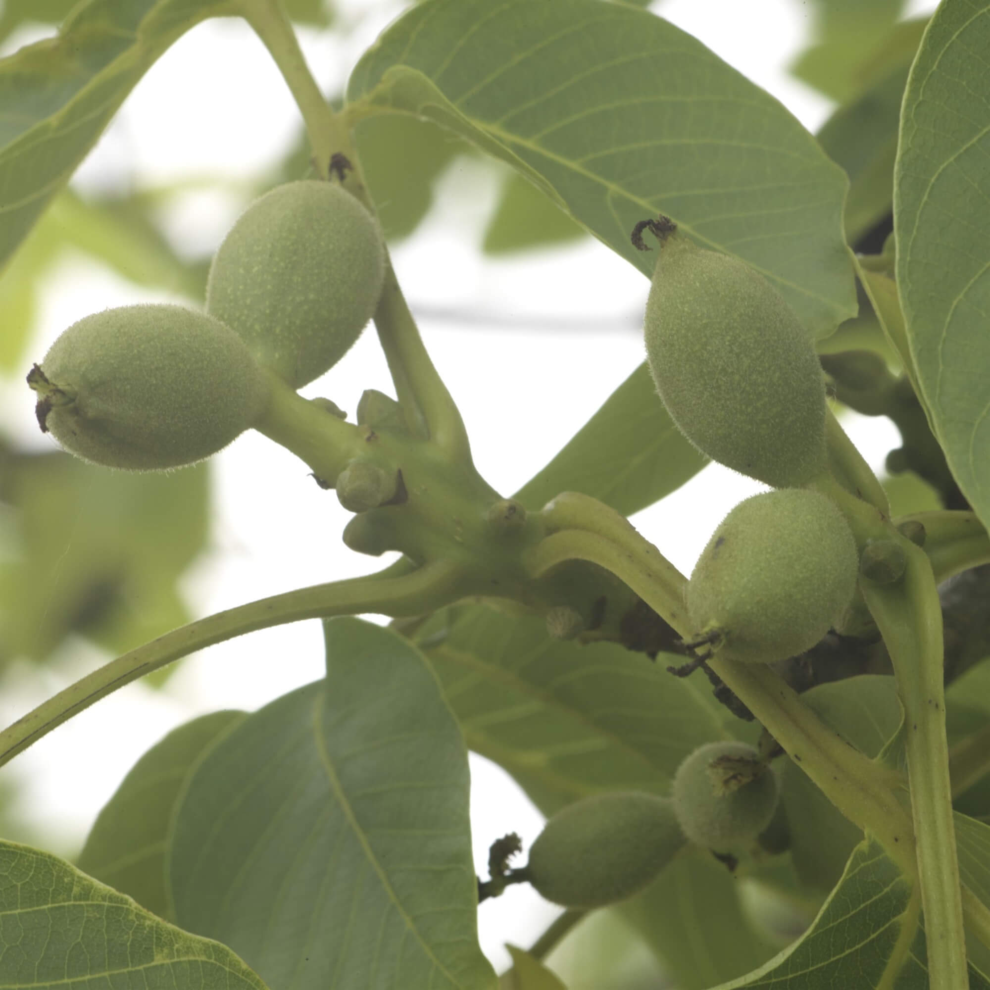 The Walnut Tree Co. - In addition to our normal fruiting selections we can also supply both Broadview and Buccaneer trees. 