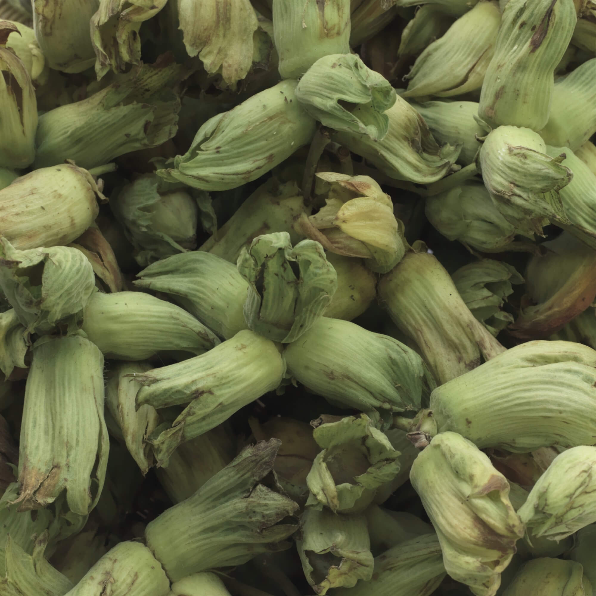 Green Kentish Cobnuts - A Cobnut is a type of hazelnut traditionally grown in Kent. They are harvested in their green state form mid August and with brown shells and husks by mid October. 