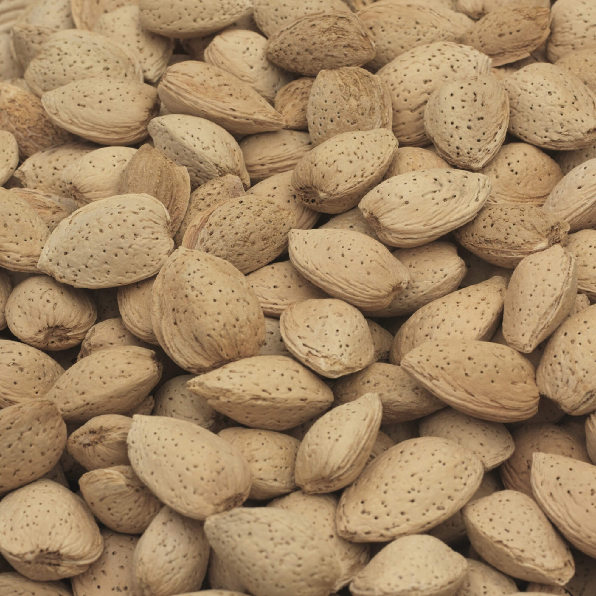 Almonds - An Almond is an edible nut encased in shell with a downy outer grey / green coat. They are mainly grown in California, Spain, Italy, Australia and Turkey. 