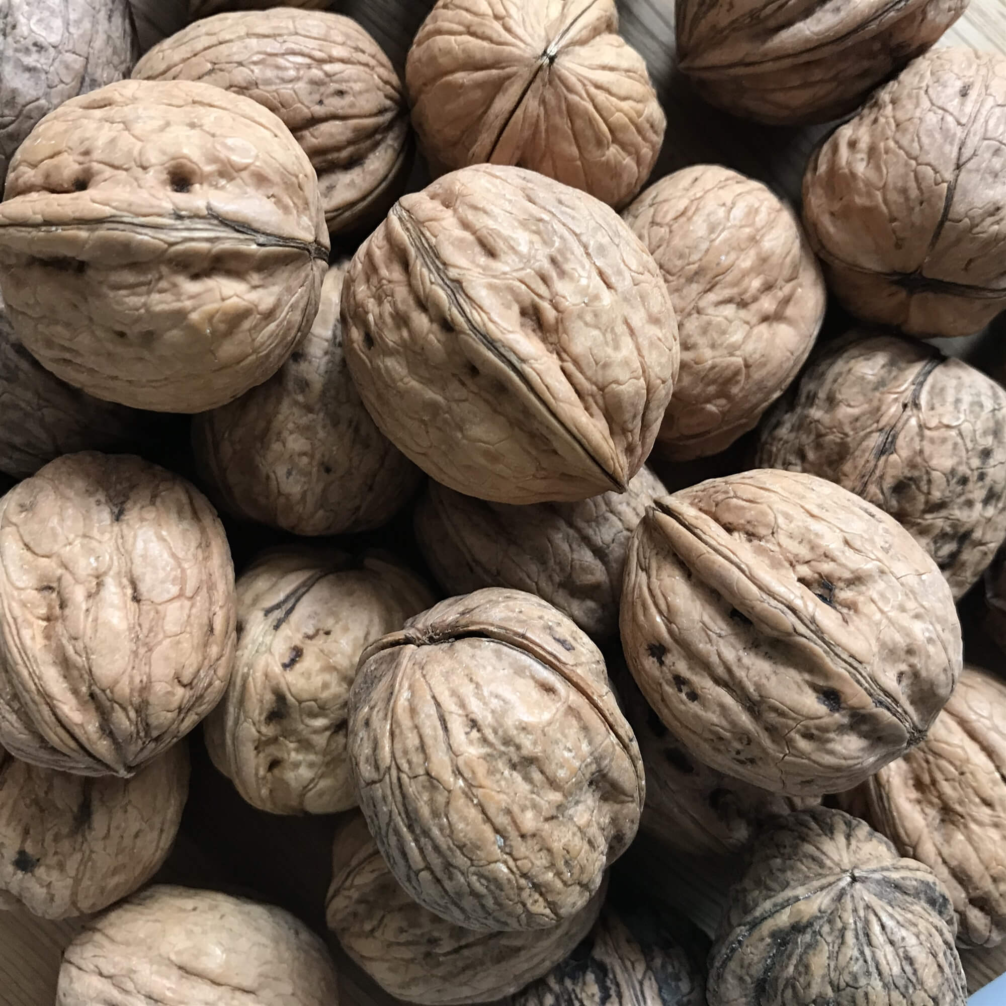 Farm Produced Walnuts - A Walnut is an edible nut often encased in a smooth green husk and mainly grown in California, France and Italy. 