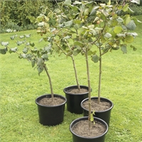 Pot Grown Gunselburt Cobnut Trees