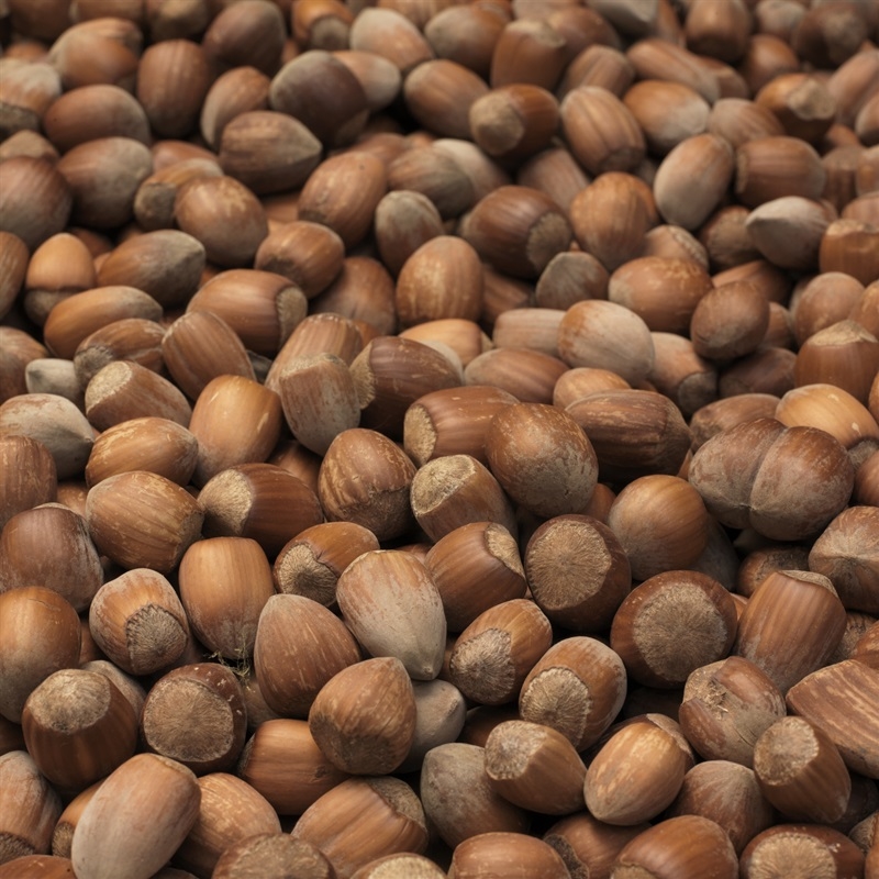 Dehusked Kentish Cobnuts Matured Harvest