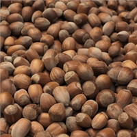 Dehusked Kentish Cobnuts Matured Harvest