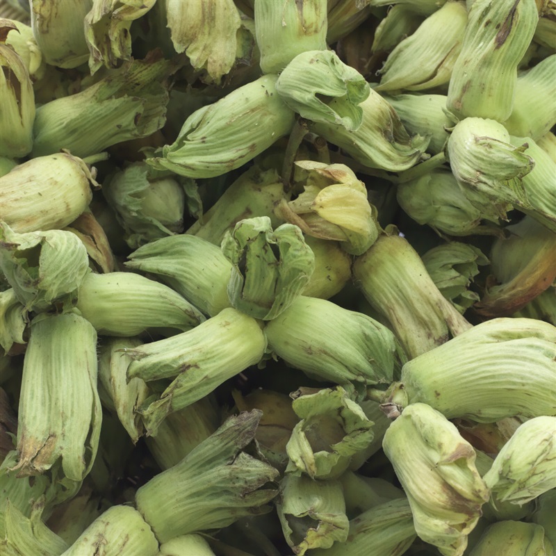 Farm Produced Green/Golden Kentish Cobnuts