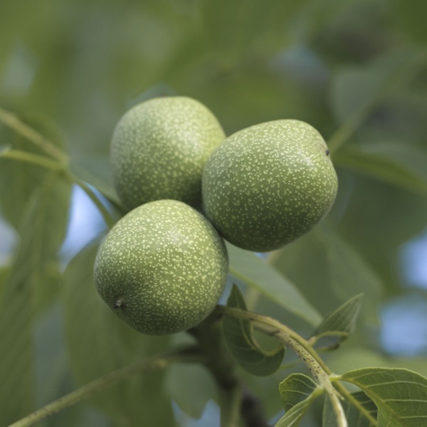 Fresh Green Walnuts for Pickling Potash Farm